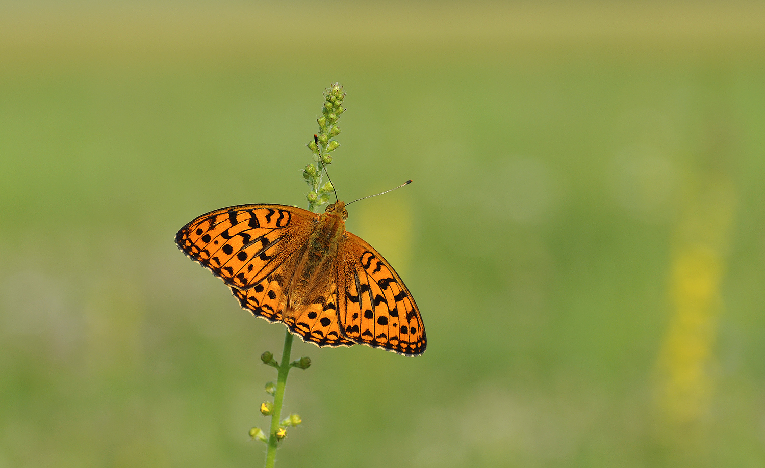 Sommerflieger