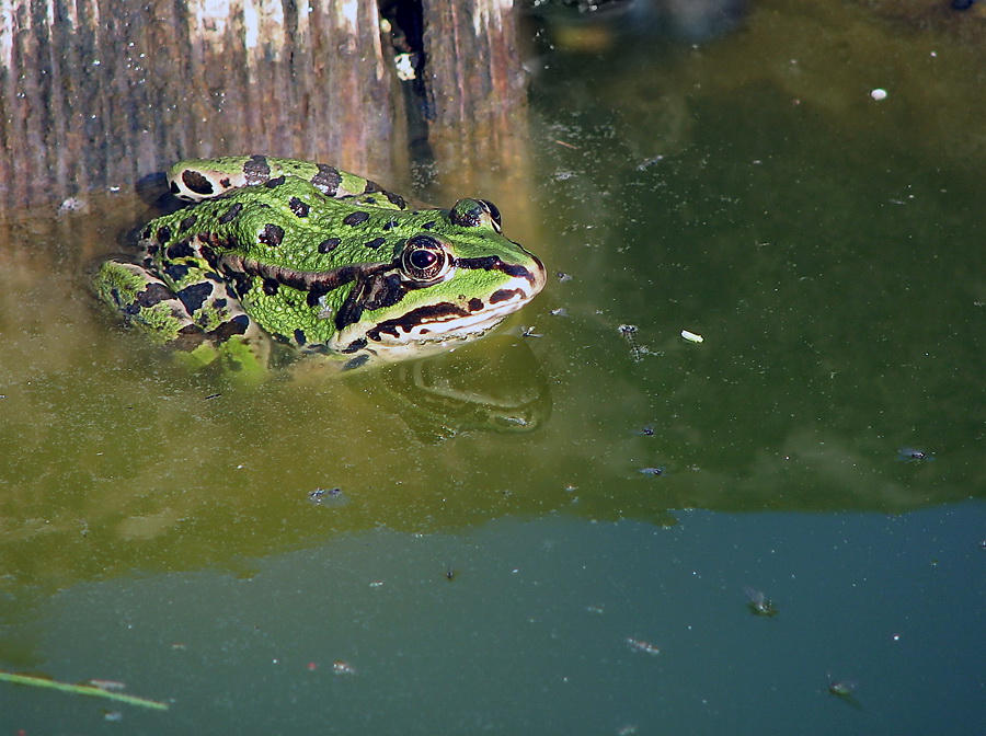 Frosch (Forum für Naturfotografen)