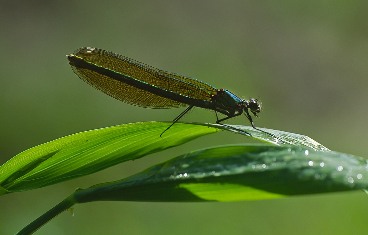 Prachtlibelle im Gegenlicht