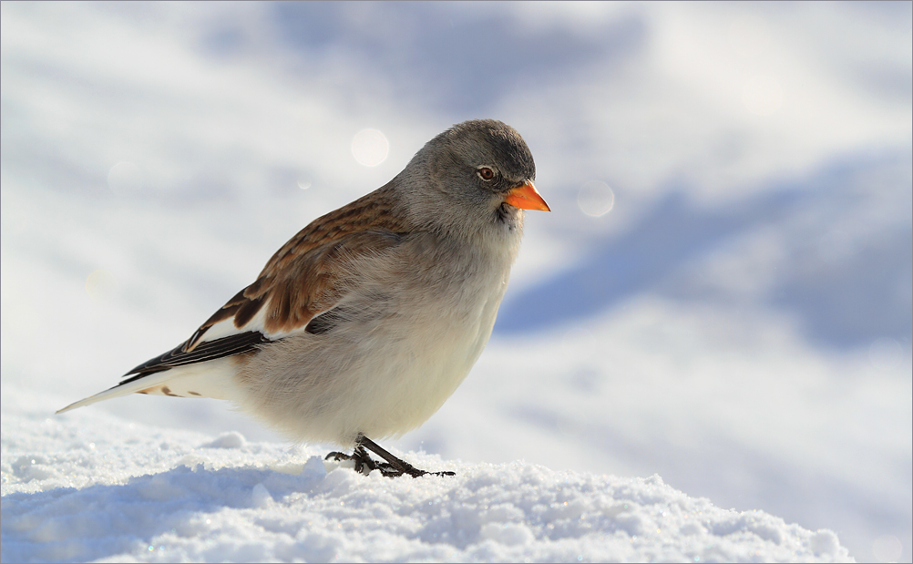 Schneefink (Montifrigilla nivalis)....