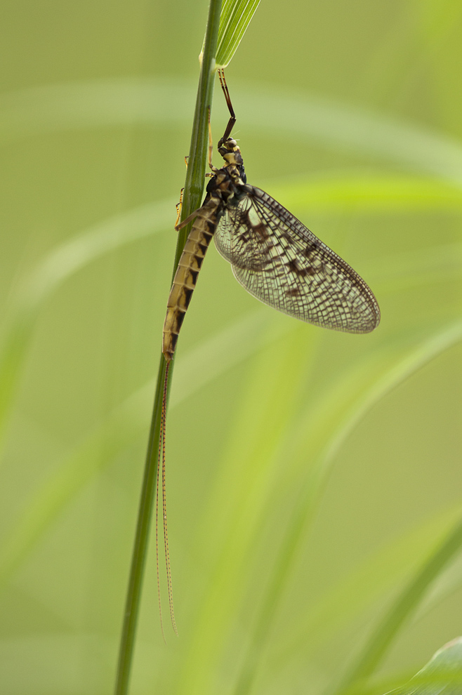 Eintagsfliege