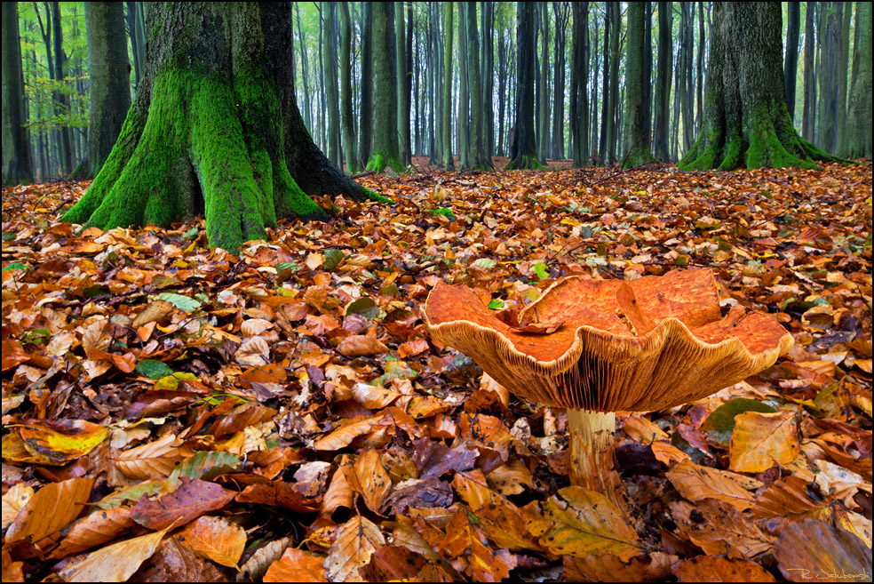 Herbstpilz