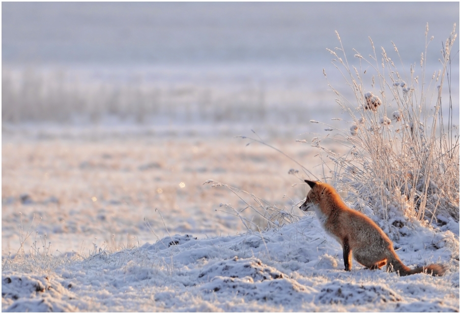 Wintermorgen