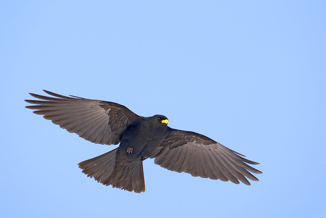 Alpendohle (Pyrrhocorax graculus)