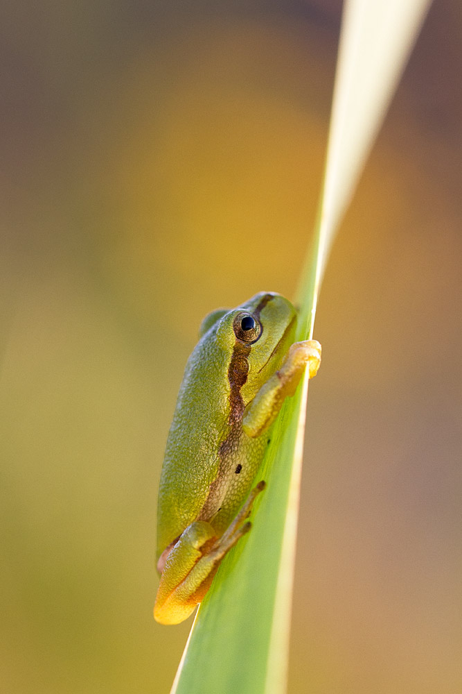 Laubfrosch