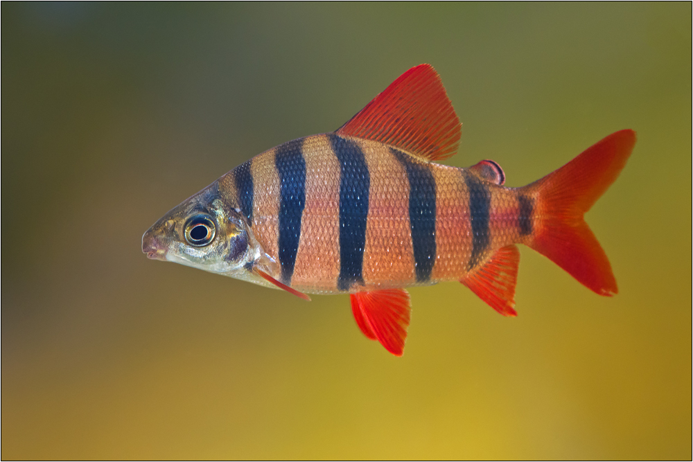 Red-Fish