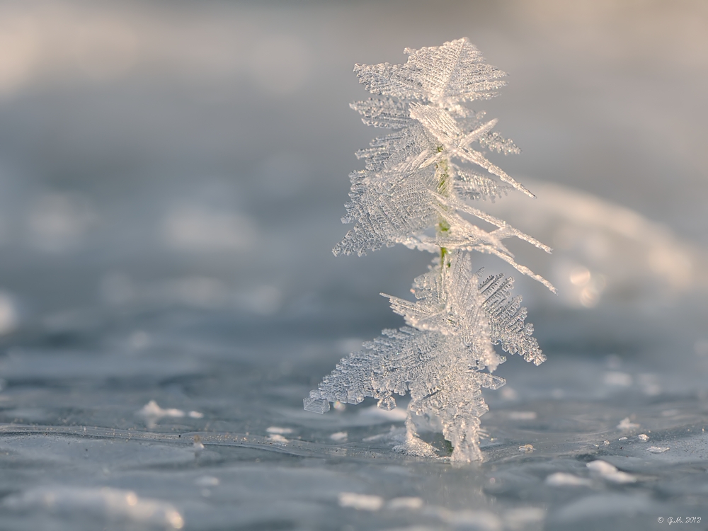 ice-bonsai