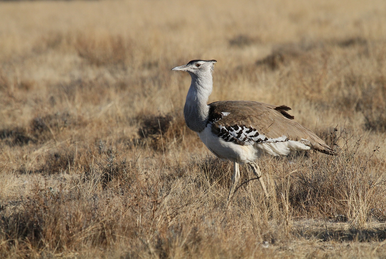 Riesentrappe (Ardeotis kori kori ) - Etosha National Park – Namibia