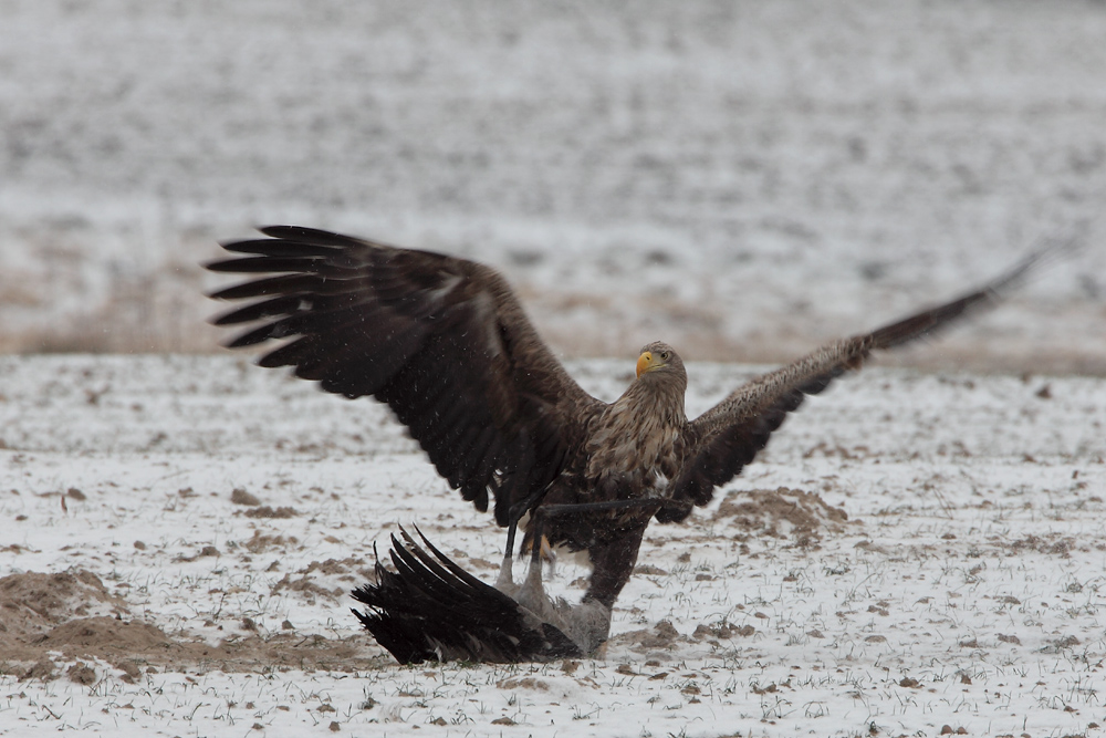 Seeadler schlägt Kranich die 2