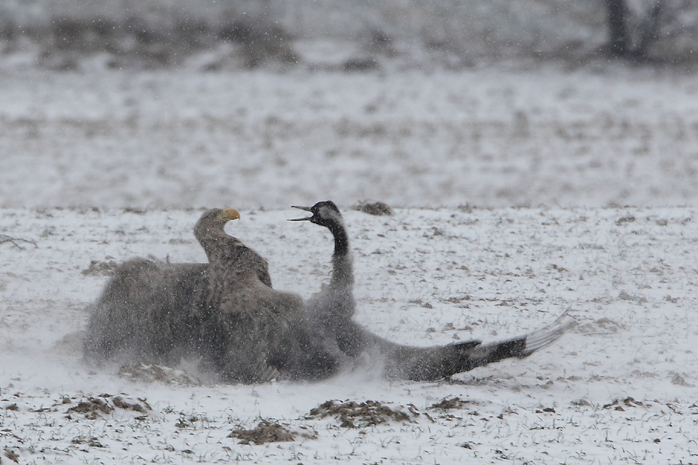 Seeadler schlägt Kranich die 3