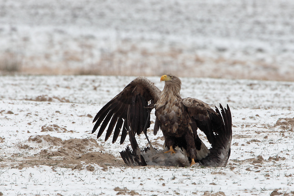 Seeadler schlägt Kranich die 4