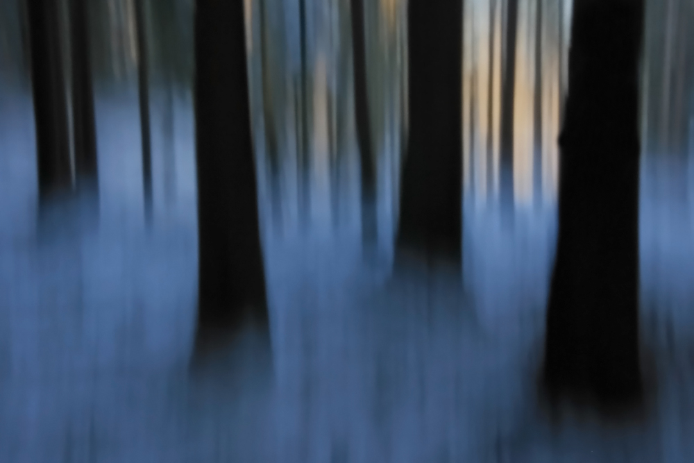 Winterwald