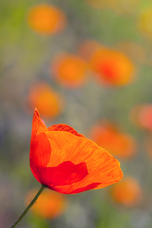 Zauber des Sommerlichtes