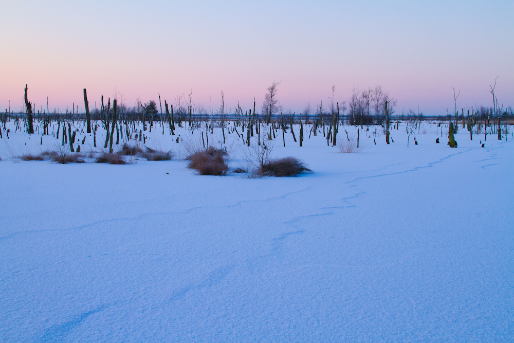 Winter im Moor