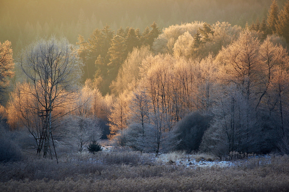 Wintermorgen