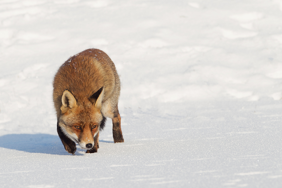 red fox