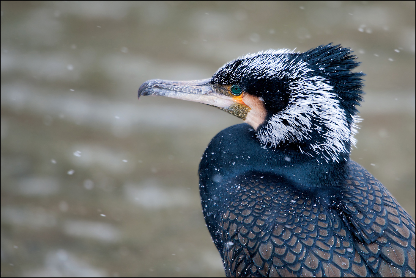 Kormoran bei leichtem Schneefall