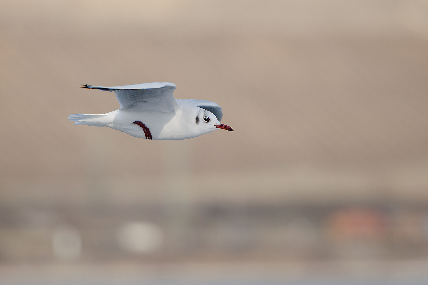 Lachmöwe (Chroicocephalus ridibundus)