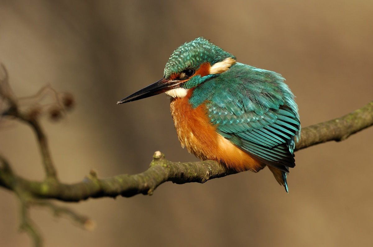 Eisvogel