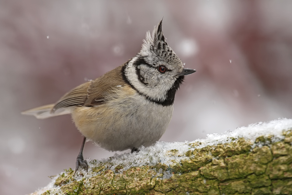 Haubenmeise (Lophophanes cristatus)