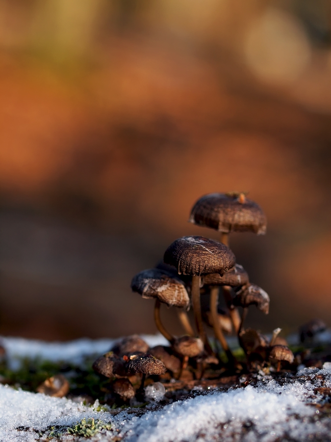 METALLIC MUSHROOM