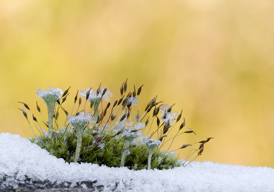 "Frozen Island"