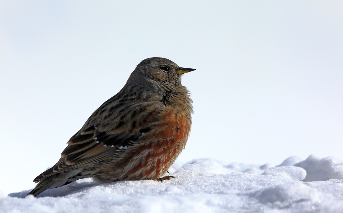 Ein seltener Vogel ..