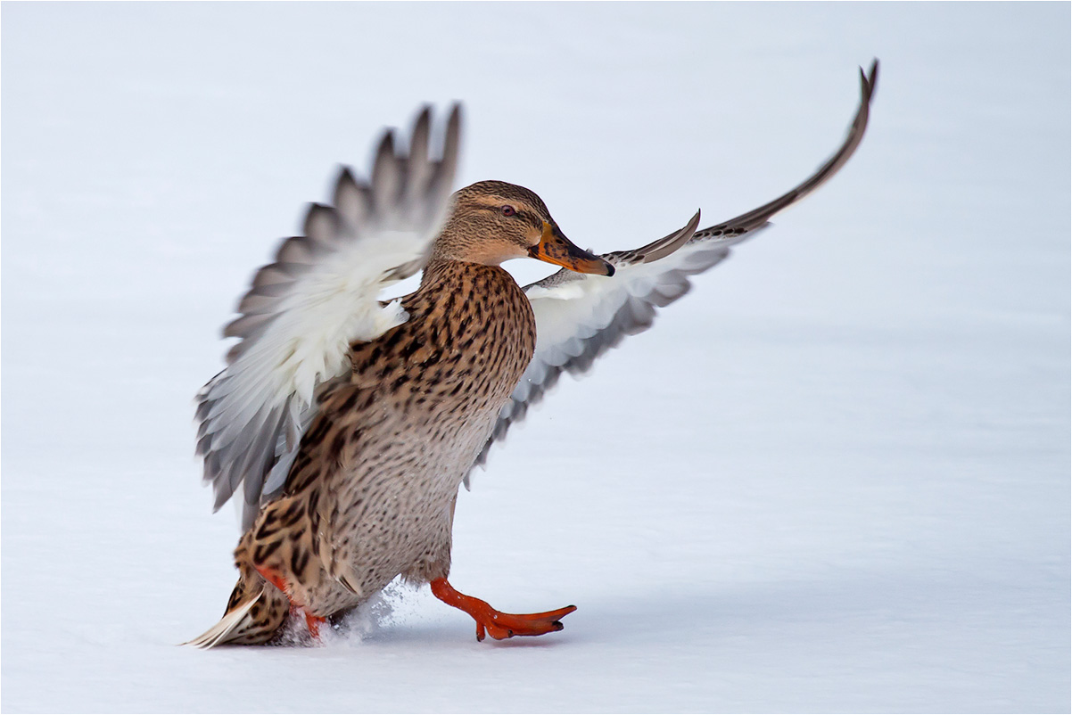 Stockente landet