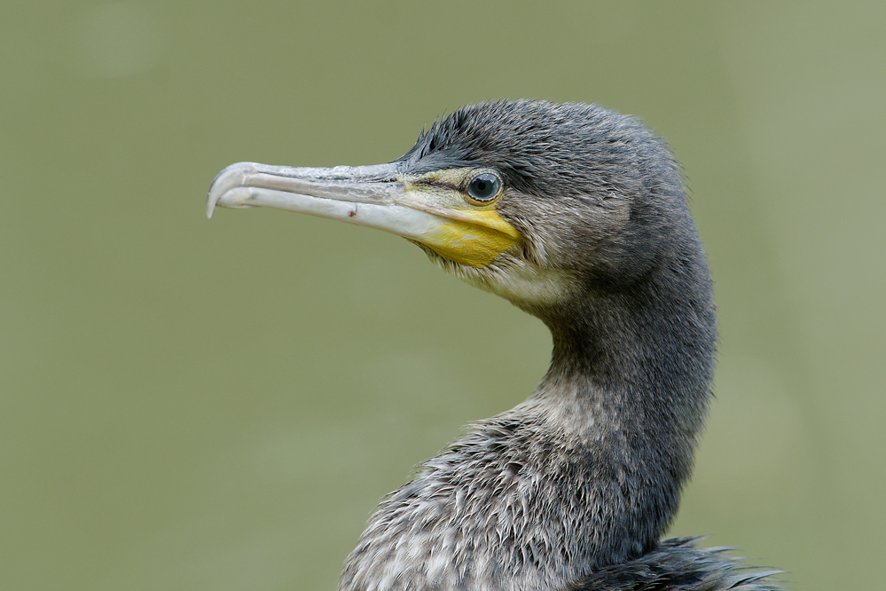 Kormoran