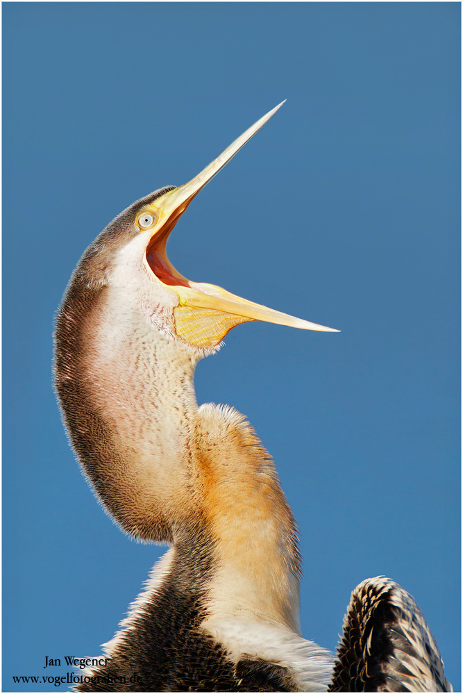 Australischer Schlangenhalsvogel (Anhinga novaehollandiae) Australasian Darter