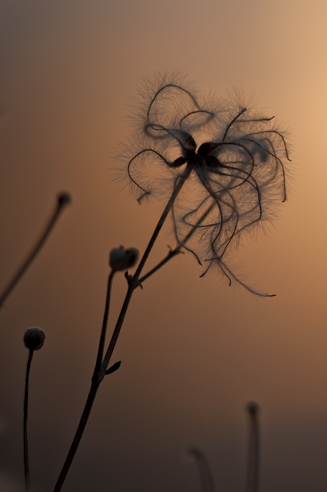 Waldrebe (Clematis brachalis)