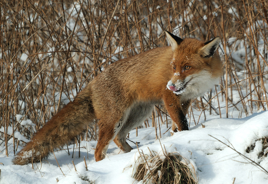 Fuchszeit