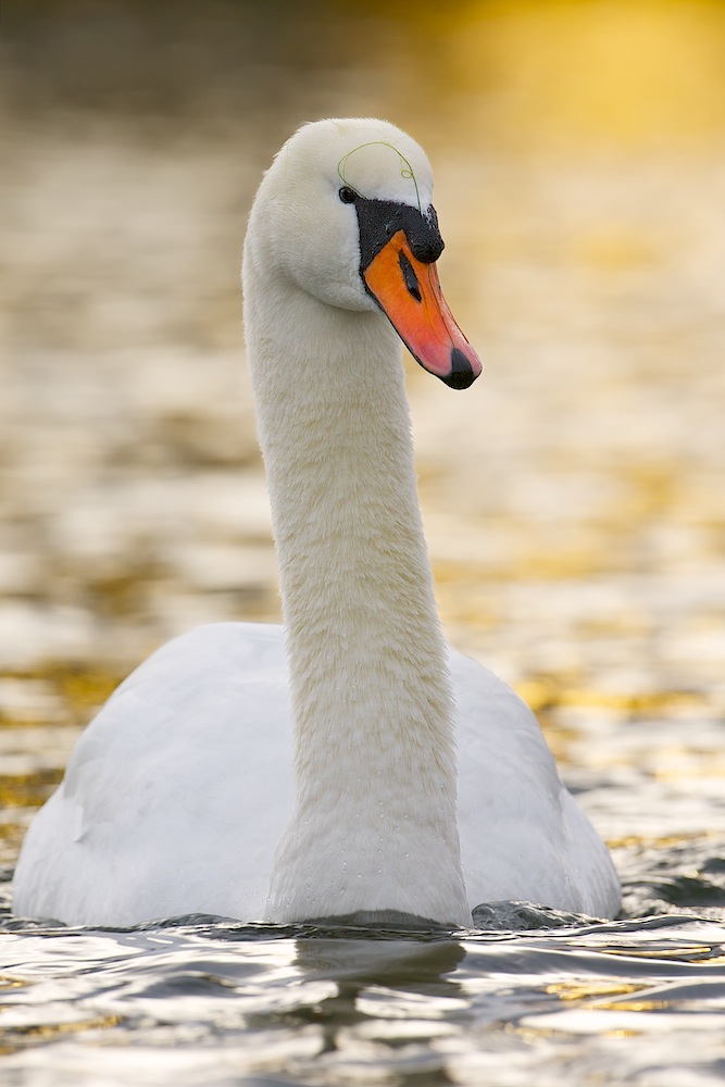 Höckerschwan im Abendlicht