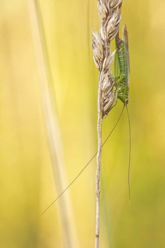 Gut versteckt...