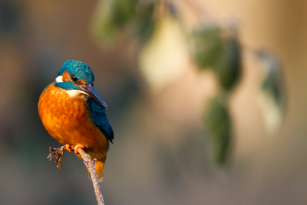 Meinen täglich Eisvogel...