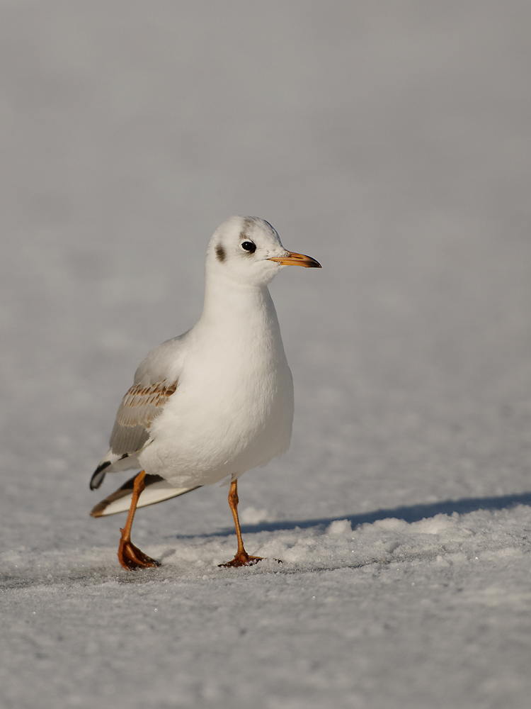 Lachmöwe (Chroicocephalus ridibundus)