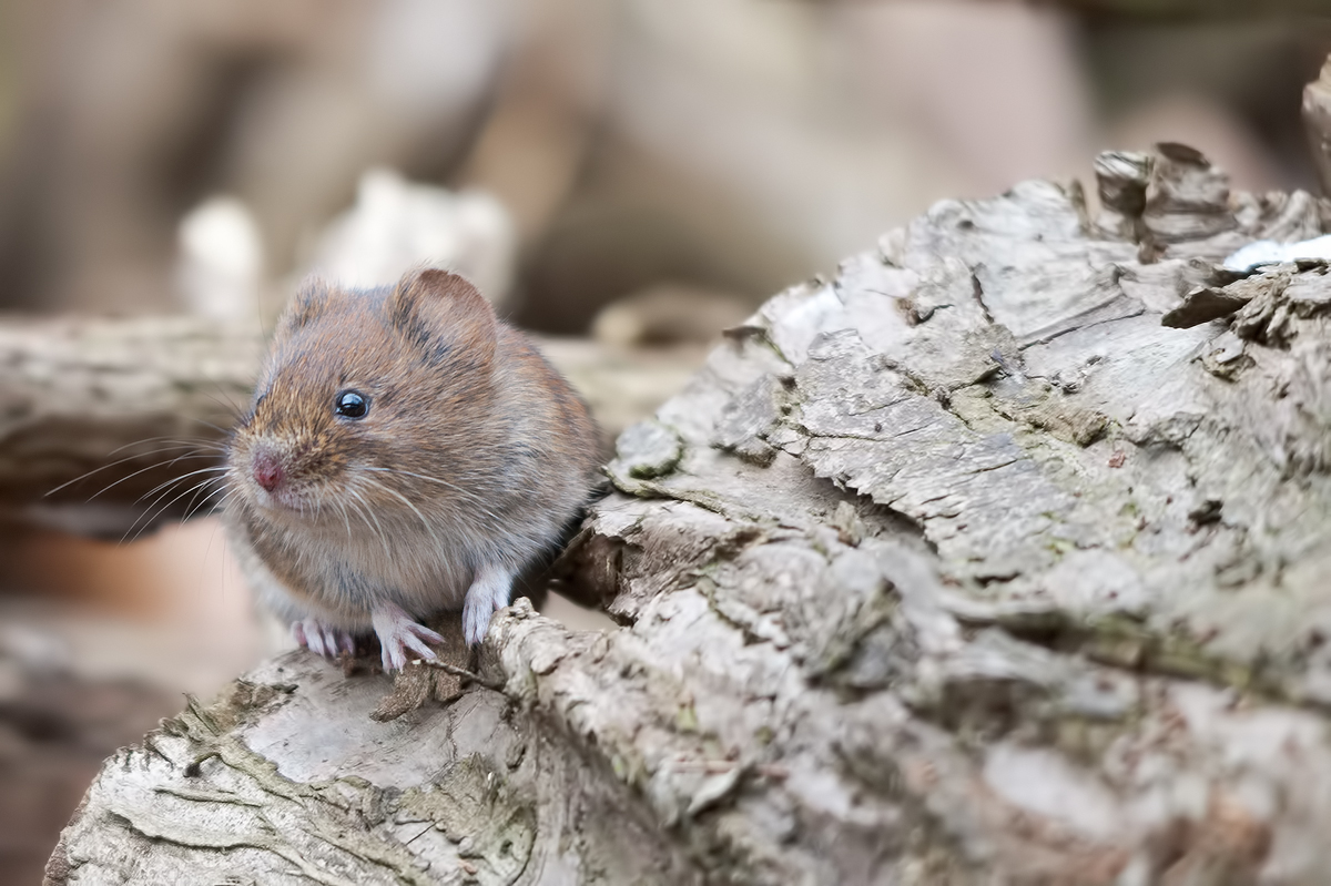 Rötelmaus (Myodes glareolus)