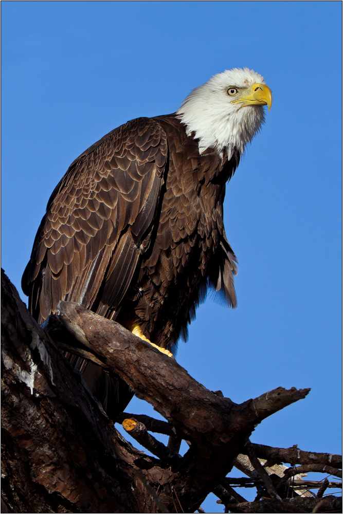 Haliaeetus leucocephalus