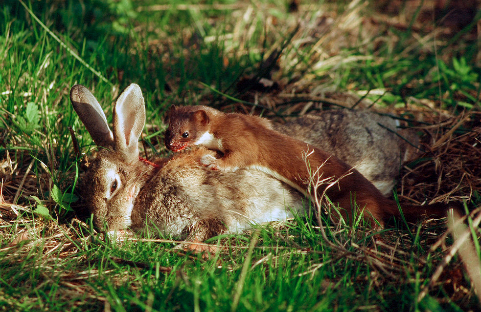 Marder Frisst Hase