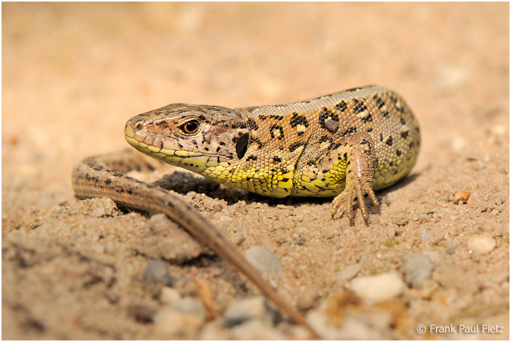 Lacerta agilis