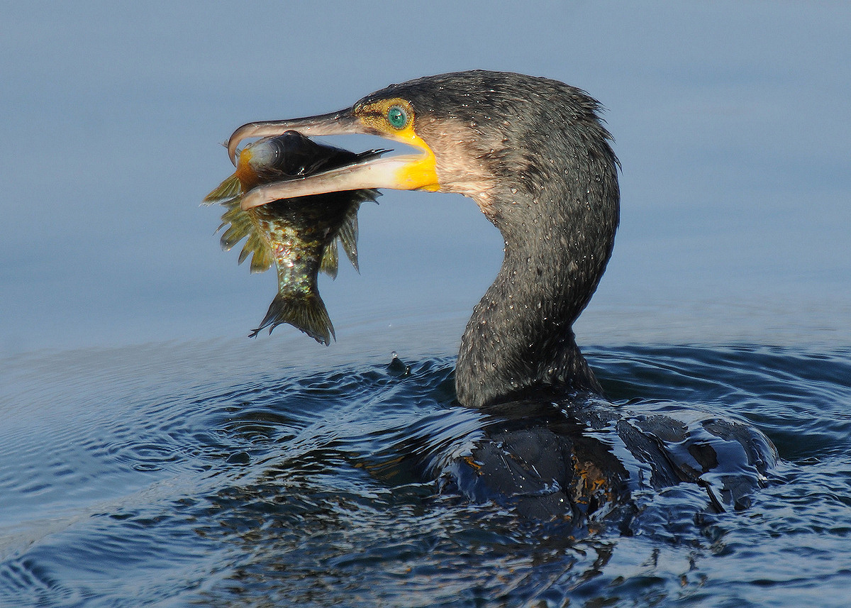 Kormoran mit Sonnenbarsch