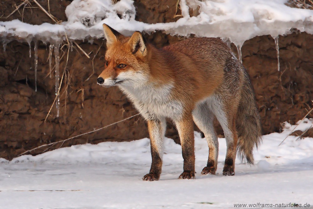 Fuchs (Vulpes vulpes)