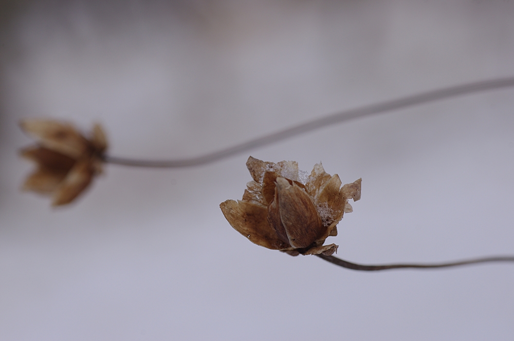 duo