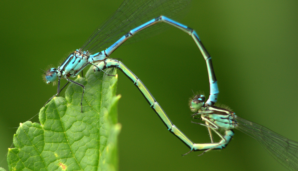 Paarungsrad der Blauen Azurjungfer