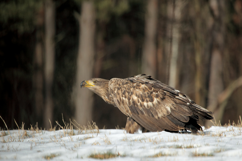 Junger Seeadler