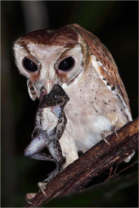 https://naturfotografen-forum.de/data/o/132/664663/image::Marco_Fritz_phodilus_badius_schleiereule_tytonidae_owl_bay_eule_maskeneule_oriental_borneo.jpg