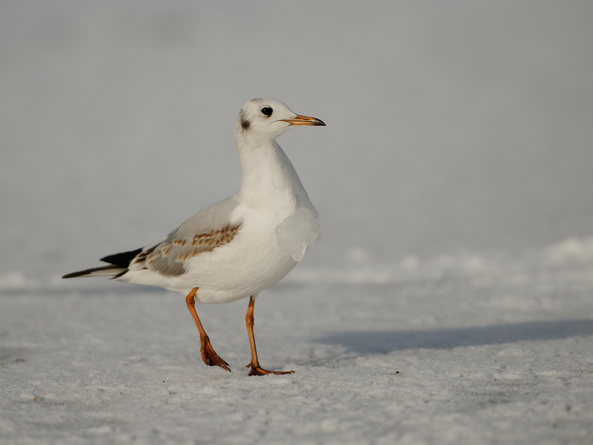 Lachmöwe (Chroicocephalus ridibundus)