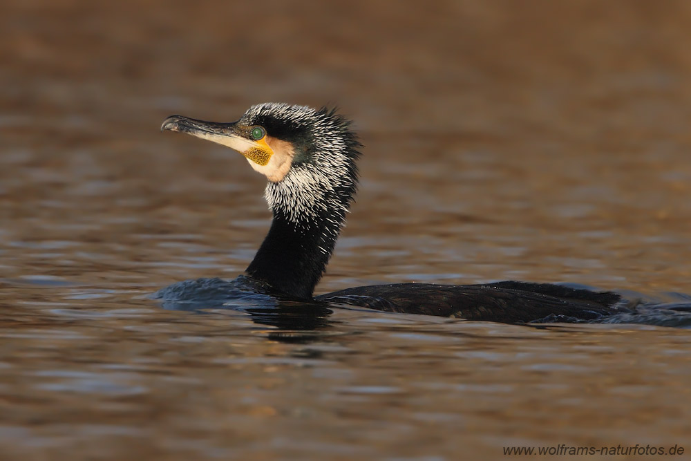 Kormoran (Phalacrocorax carbo)