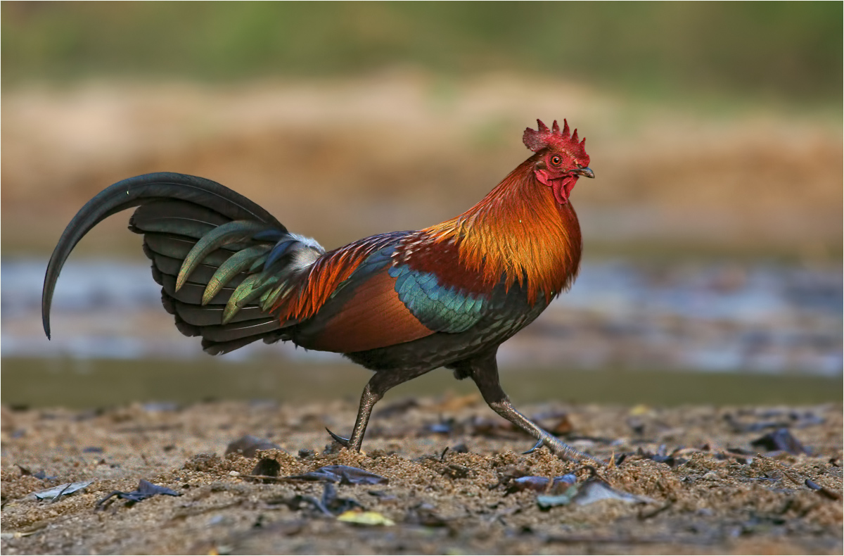 * Ein Bankivahahn... * (Forum für Naturfotografen)