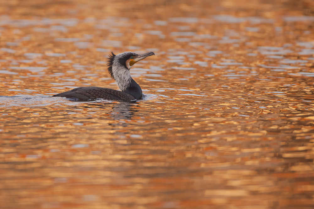 Kormoran in seinem Goldbad